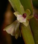 Scgl. leucantha closeup